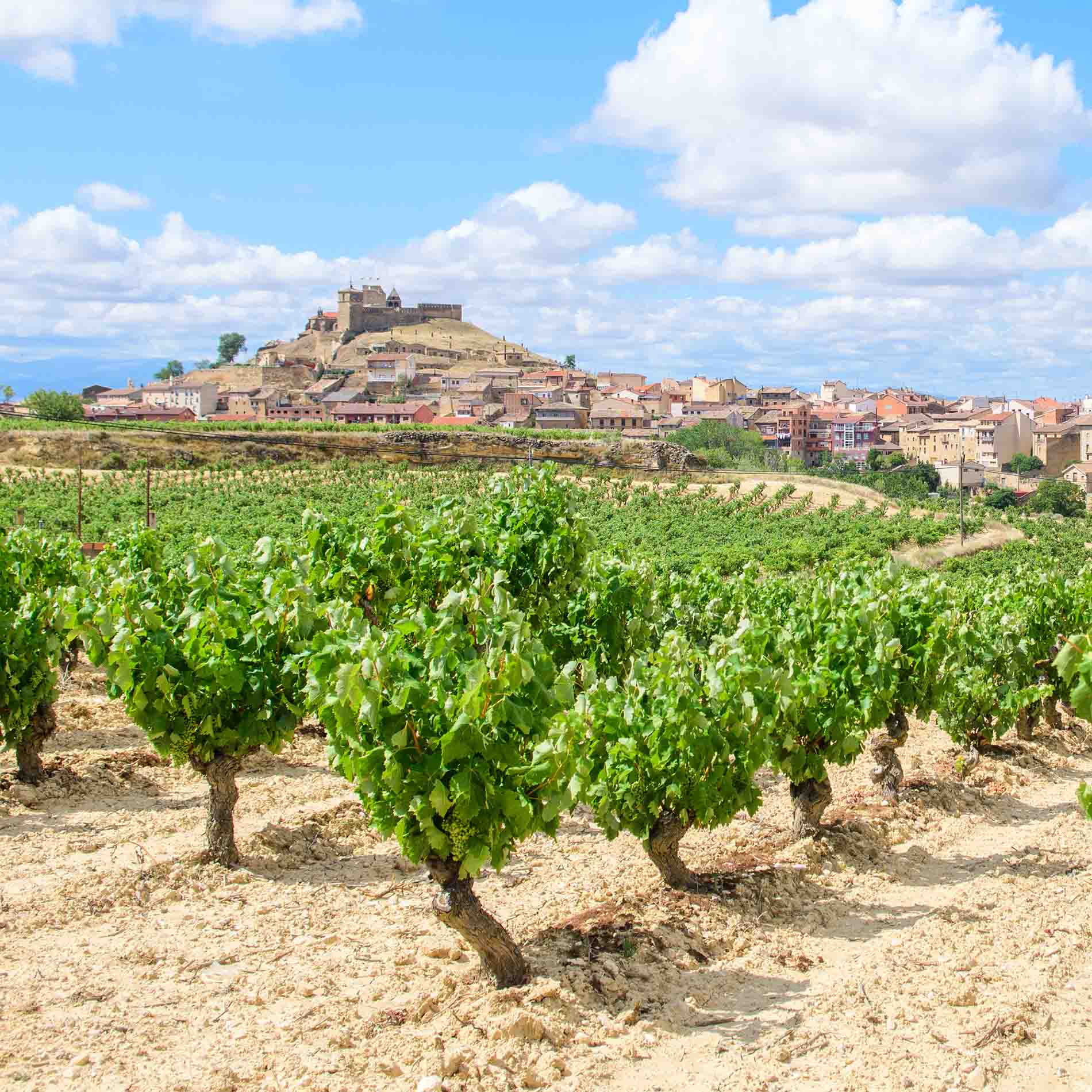 Vineyards in the countryside with a castle in the background