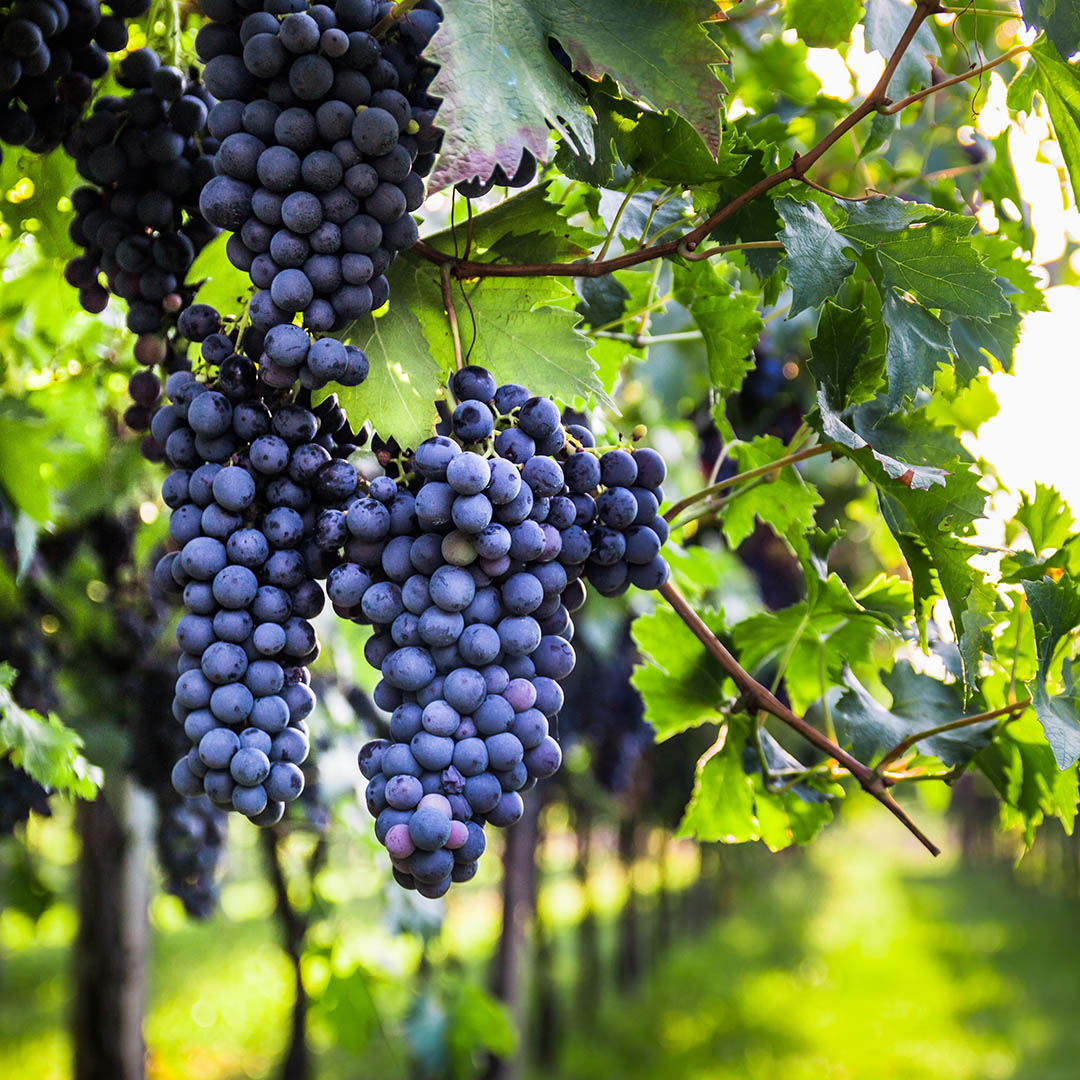 A bunch of grapes hanging on a vine.