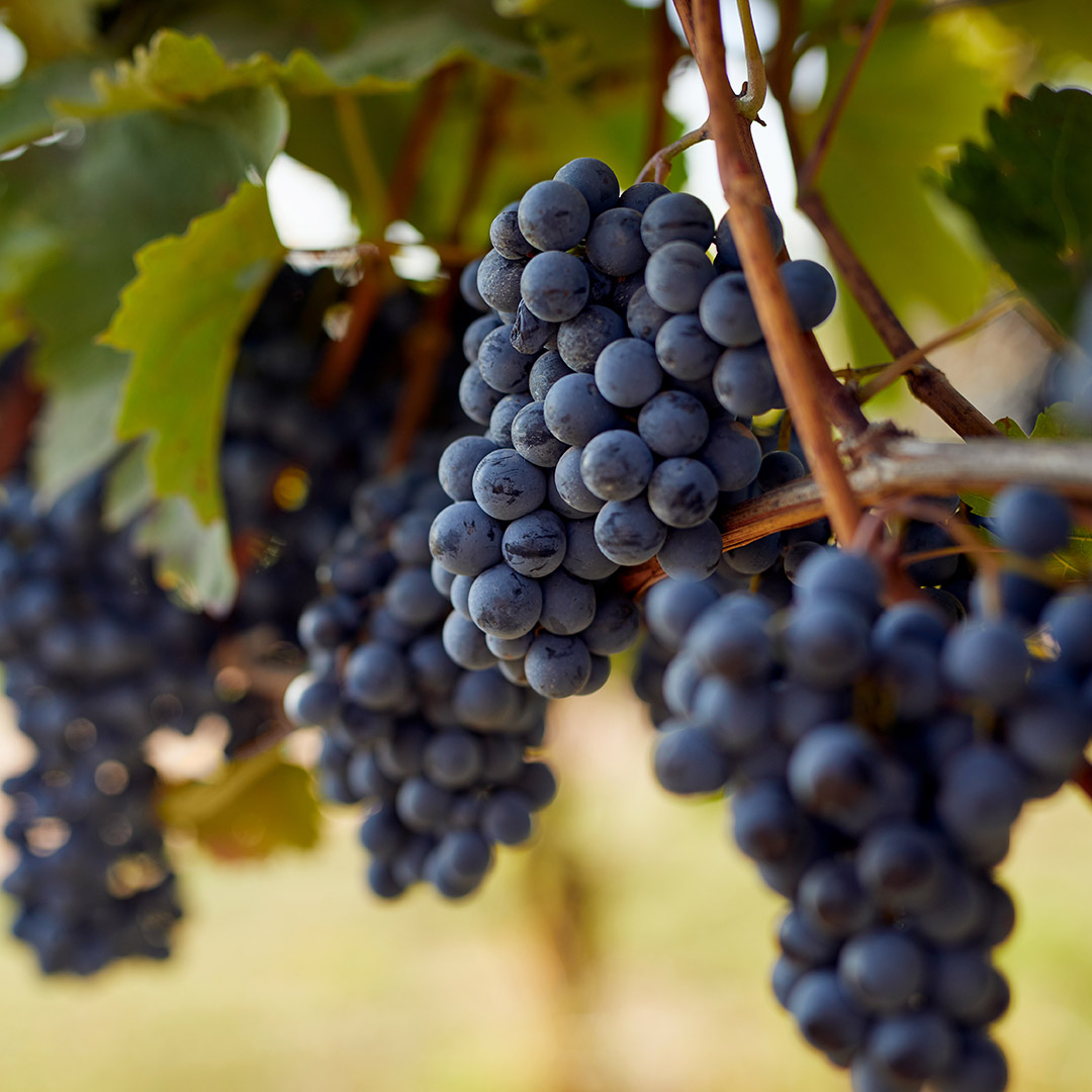 Bunch of blue grapes hanging on autumn vineyard